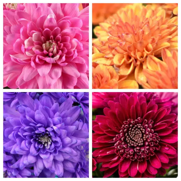 50 Mixed Colors Indian Chrysanthemum Indicum Hardy Mum Double Flower Fresh Seeds - £14.38 GBP