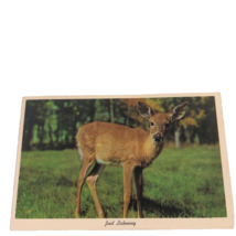 Postcard Just Listening Baby Deer Fawn Chrome Unposted - $90.31 MXN