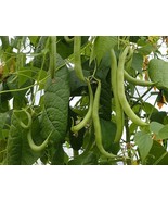 Strike Bush Green Bean Seeds Non GMO Heavy Yields Fast Grow - $14.63 CAD