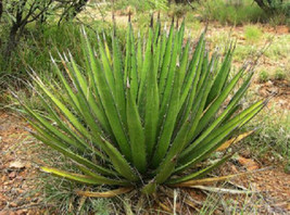 Rare Agave Lechuguilla @@ Exotic Cacti Aloe Succulent Rare Cactus Seed 100 Seeds - £15.17 GBP