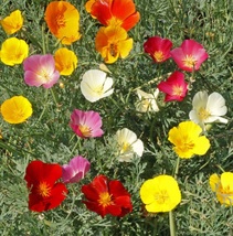 500 California Poppy Flower Seeds Californica Formula Mix Seed - £13.08 GBP