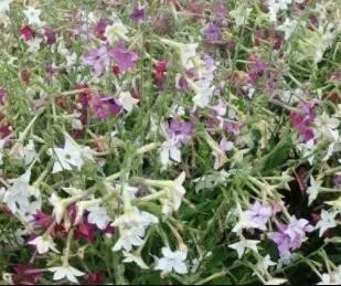 US Seller 200pcs/lot Nicotiana Alatas Home Garden Multi-Color Optional YR - £7.97 GBP