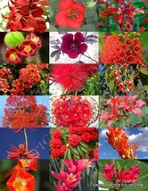 HS Red Flower Plants Mix Exotic Garden Tree Fragrant Bonsai Bloom Seed 1... - £8.04 GBP