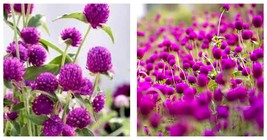 600 Seeds Radiant Gomphrena Globosa Varieties (Approx. 50cm) - Purple Seeds  - £21.86 GBP