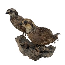 VTG Set of 2 Bobwhite Quail Taxidermy Bird Mount - £949.35 GBP