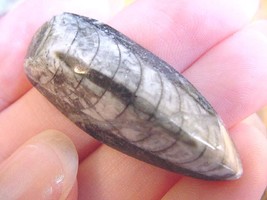 (f371) 1-1/2&quot; Orthoceras marbilized fossil straight shell nautiloid ceph... - $8.59