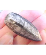 (f371) 1-1/2&quot; Orthoceras marbilized fossil straight shell nautiloid ceph... - $8.59