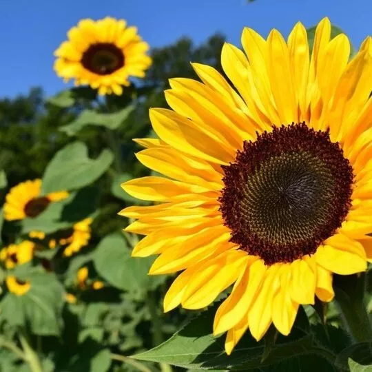 50++ Huge Tall Bloom of Yellow Sunflower Seeds for Garden and Planting - $2.88