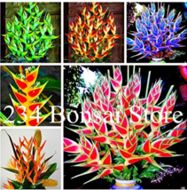 100  pcs Heliconia Seed Perennial Angiosperm Plants Flower Succulent Purifying a - £5.49 GBP