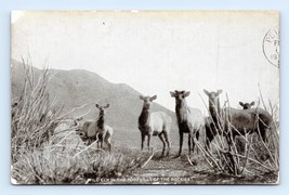 Wild Elk Foothill of the Rockies Great Falls Montana MT 1908 DB Postcard Q1 - $2.48