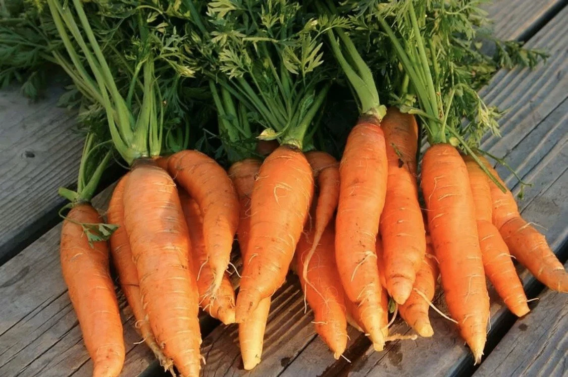 100 Danvers Half Long ?? Carrot SEEDS Organic HEIRLOOM Vegetable Garden ... - $3.89