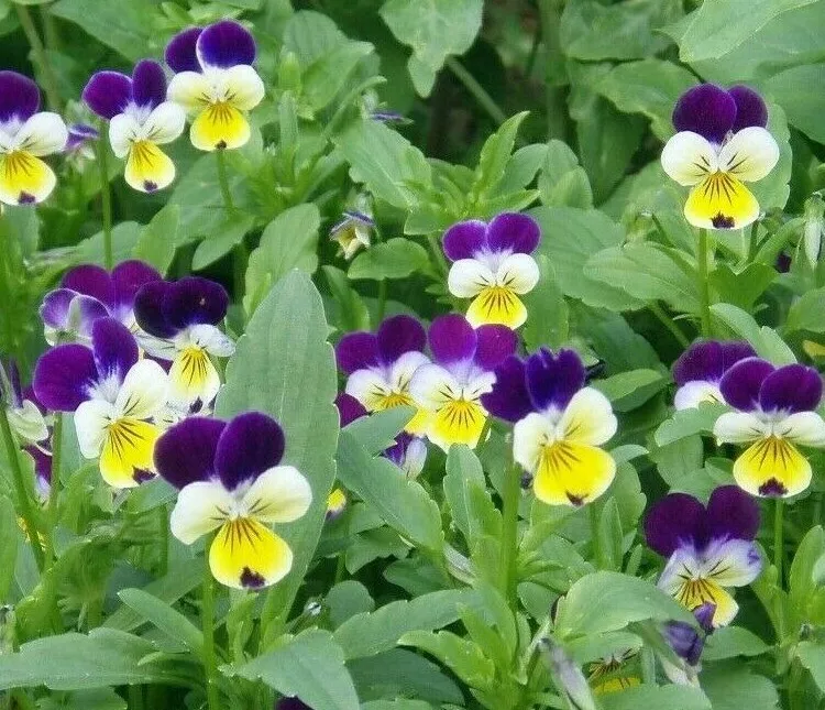500 SEEDS HELEN MOUNT VIOLA TRICOLOR FLOWER GARDEN - $4.00