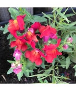 BS 1000 Frosted Flames Snapdragon Seeds Fast Grow - €11,19 EUR