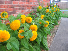 70+Sungold Teddybear Dwarf Sunflower Seeds~The Brooklyn Botanical Garden S Club - £5.14 GBP