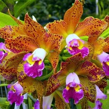 15 seeds Orchid Waianae  house plant  garden flowers easy to grow From US - £7.92 GBP