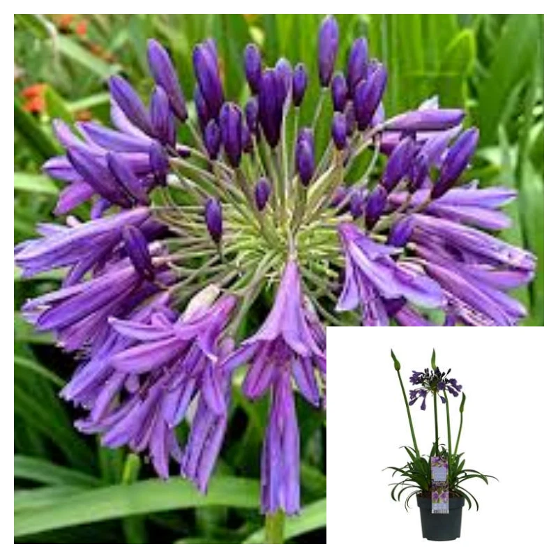 Agapanthus Purple 4inches African Lily Plant  Lily of the Nile Live Plant H - $20.63