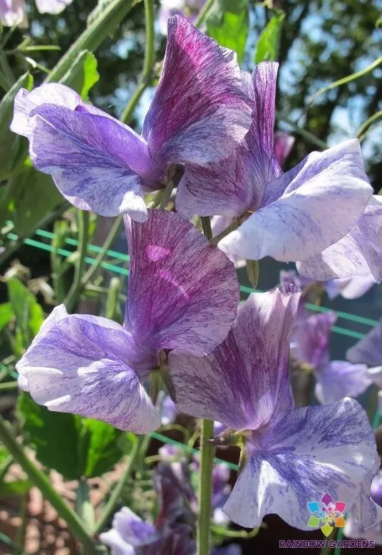 US Seller 50 Earl Grey Sweet Pea Seeds New Fresh - $5.48