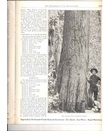 Handbook Appalachian Hardwoods 1927 illustrated forestry lumber industry... - €12,05 EUR Handbook Appalachian Hardwoods 1927 illustrated forestry lumber industry... - €12,05 EUR