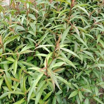 Daun Prasman - Ayapana triplinervis (Dried), 80 Gram - $14.60