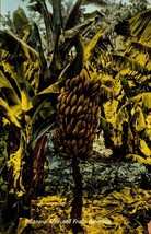 BERMUDA Postcard #36 Banana Tree and Fruit Bermuda cir. early 1940&#39;s -BK29 - £3.95 GBP