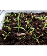 RARE: Nepenthes jamban, bare roots, babyplant - £15.72 GBP