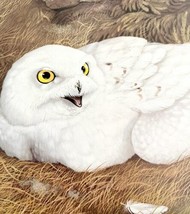 Snowy Owl Art Print Color Plate Birds Of Prey Vintage Nature 1979 DWT11A - $15.75