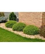 Mr Bowling Ball Arborvitae 4-6&quot; Tall in a Quart Pot - $41.96