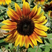 New Fresh Seeds Firecracker Sunflower Seeds 15 Seeds - £12.58 GBP