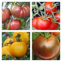 Cold Tolerant Tomato Mix | Organic Seeds FRESH - £12.90 GBP