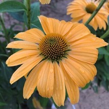 FA Store 50 One in a Million  Coneflower Seeds - £8.73 GBP