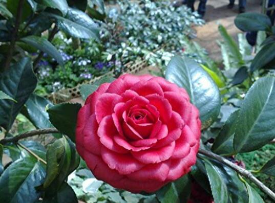 10Seeds/Pack Camellia Flowers Potted Plants Decorations Flower Seeds Garden Fres
