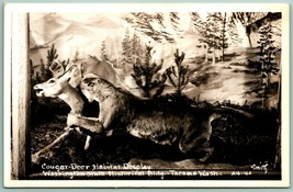 RPPC Cougar Deer Habitat Taxidermy Display Tacoma Washington WA UNP Postcard H3 - £8.53 GBP