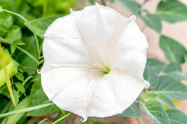  White Moonflower Morning Glory Seeds Fresh Harvest 25 Seeds - £8.42 GBP