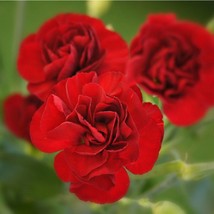 New Fresh Dianthus Caryophyllus Fl Pl Grenadin Series Grenadin Scarlet Seed - £7.69 GBP