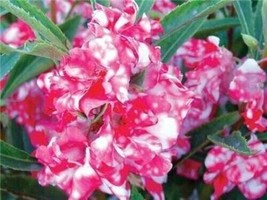 VP 50 Pink White Impatients Seeds Flower Seed Flowers Annual Bloom/Ts - £5.09 GBP