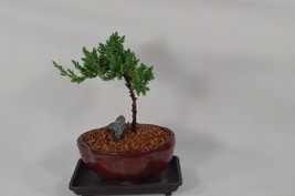 JAPANESE JUNIPER,TRADITIONAL BONSAI,3 YEARS OLD,ACTUAL BONSAI FOR SALE N... - £23.59 GBP