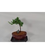 JAPANESE JUNIPER,TRADITIONAL BONSAI,3 YEARS OLD,ACTUAL BONSAI FOR SALE N... - $41.01 CAD