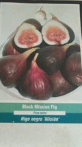 Black Mission Fig Tree 1&#39;-3&#39; Live Plant Fruit Trees Healthy Figs Plants Garden - £112.38 GBP