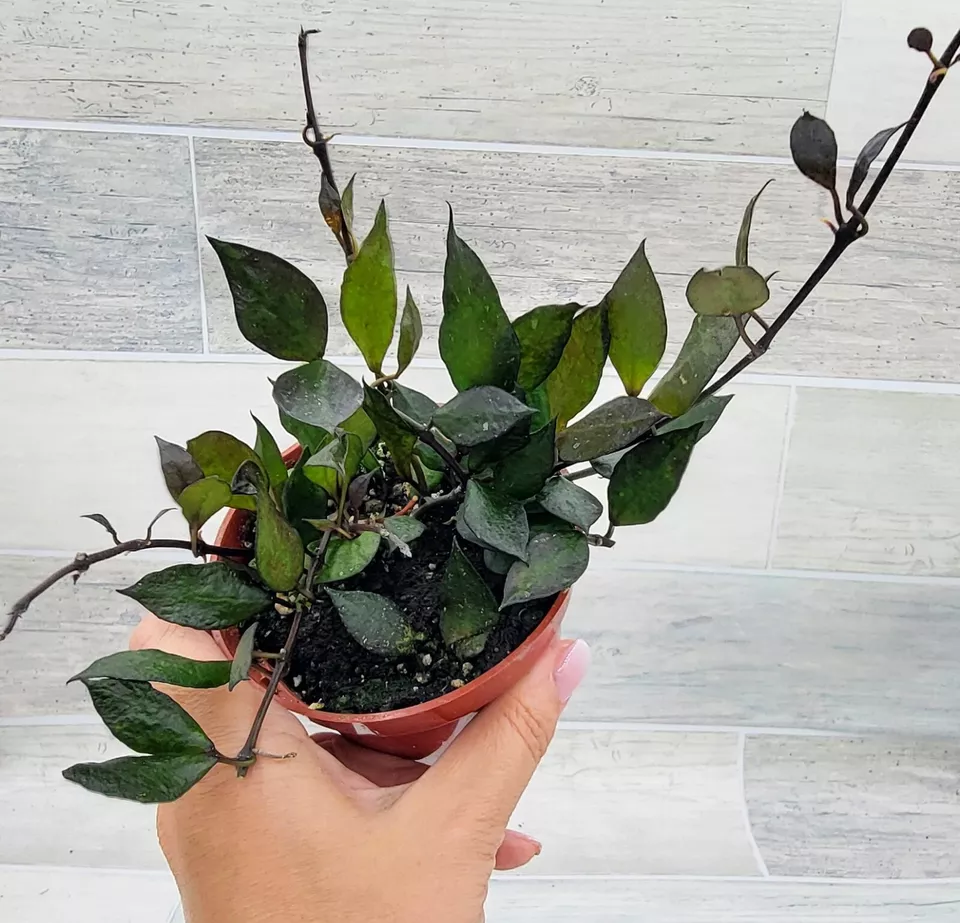 Hoya Krohniana Eskimo BLACK live rare house plants in 3 inch nursery pla... - $28.00