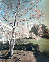 Photo White House Cherry Blossom Tulip  Lot 3 Color 8x10 Exc - £20.77 GBP