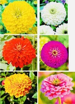 Zinnia Mix Flower Seeds Nongmo Fresh Harvest From US  - £5.40 GBP