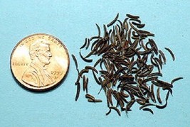 USA Kala Jeera Imperial Black Cumin Spice Plant Bunium Persicum Herb 100 Seeds - £8.65 GBP
