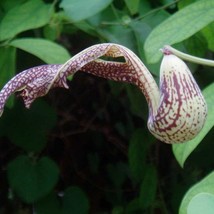 Aristolochia Paulistana 5 Seeds Gardening USA SELLER - £14.20 GBP