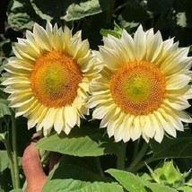 25 Procut White Nite And White Lite Sunflower Seeds Perennial Flower Blooms - £12.62 GBP