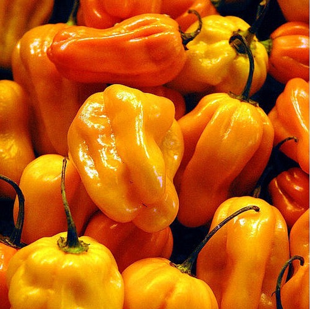 Hot Habanero Pepper Plant - 2.5&quot; Pot - Great in Sauces and Salsas - $25.99