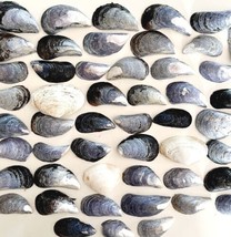 Sea Shells Assorted Blue Gray Maine Coast Wells Beach Bar Harbor Lot Of 50 E19 - £16.02 GBP