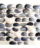 Sea Shells Assorted Blue Gray Maine Coast Wells Beach Bar Harbor Lot Of ... - £15.79 GBP
