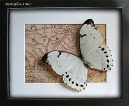 Giant White Morpho Luna Real Butterfly On Vintage Map In Shadowbox - £67.78 GBP