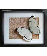 Giant White Morpho Luna Real Butterfly On Vintage Map In Shadowbox - $115.73 CAD