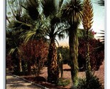 Palms and Century Plant Southern California CA UNP Unused DB Postcard M17 - $3.91
